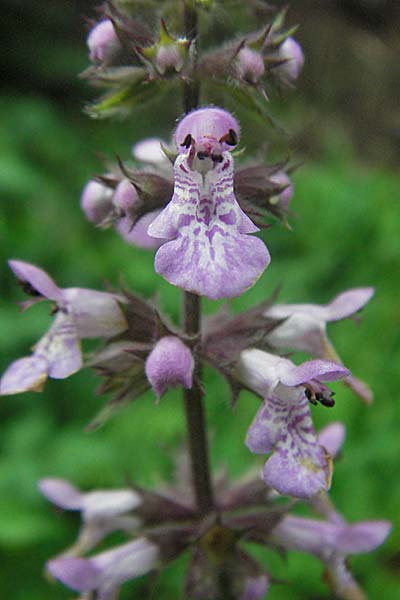 Stachys palustris \ Sumpf-Ziest, D Schriesheim-Altenbach 13.7.2006