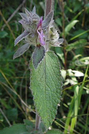 Stachys germanica \ Deutscher Ziest, D Mosbach 7.7.2007