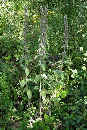 Stachys germanica \ Deutscher Ziest, D Mosbach 7.7.2007