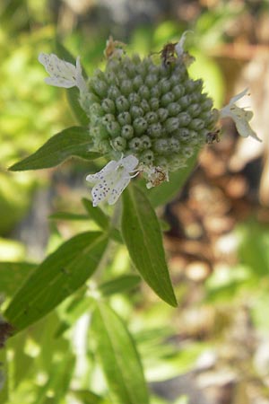 Pycnanthemum pilosum / Hairy Mountain Mint, D Weinheim an der Bergstraße 8.9.2009