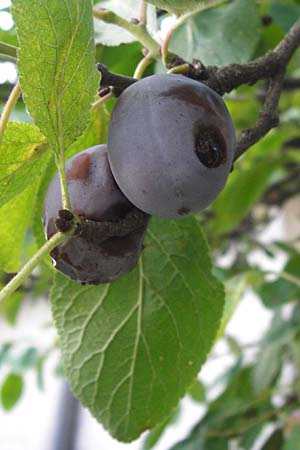 Prunus domestica subsp. prisca \ Ziparte, Zibrtle / Zibarte, D Mannheim 25.7.2014