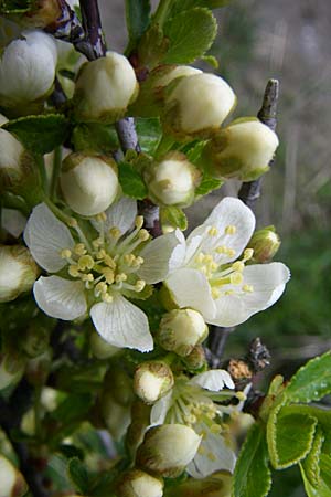 Prunus fruticosa \ Zwerg-Kirsche / European Dwarf Cherry, Ground Cherry, D Rheinhessen, Gau-Odernheim 20.4.2008