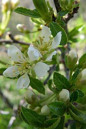 Prunus fruticosa \ Zwerg-Kirsche / European Dwarf Cherry, Ground Cherry, D Rheinhessen, Gau-Odernheim 20.4.2008