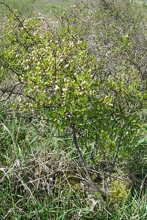 Prunus fruticosa \ Zwerg-Kirsche / European Dwarf Cherry, Ground Cherry, D Rheinhessen, Gau-Odernheim 20.4.2008