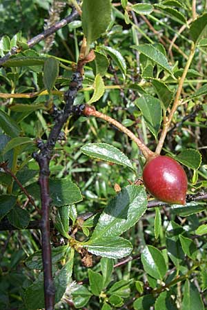 Prunus fruticosa \ Zwerg-Kirsche / European Dwarf Cherry, Ground Cherry, D Rheinhessen, Gau-Odernheim 14.6.2008