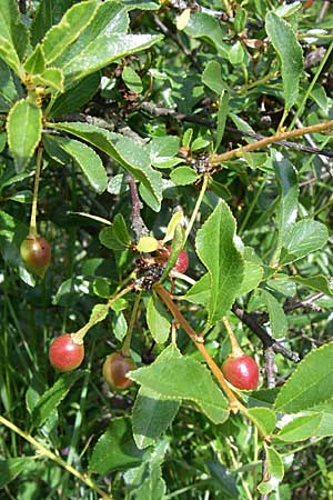 Prunus fruticosa \ Zwerg-Kirsche / European Dwarf Cherry, Ground Cherry, D Rheinhessen, Gau-Odernheim 14.6.2008
