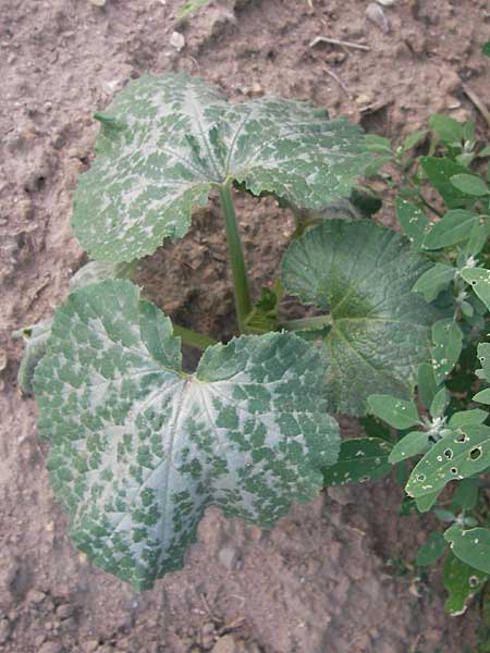 Cucurbita pepo var. italica \ Zucchini / Courgette, D Reilingen 23.8.2012