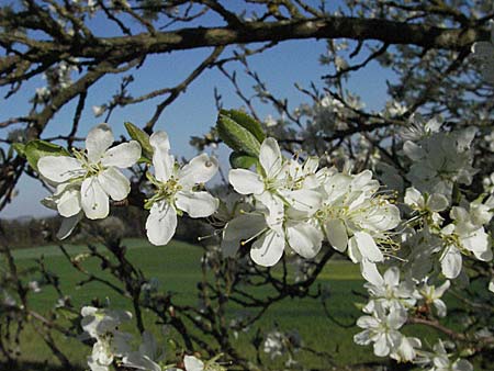 Prunus domestica subsp. domestica \ Zwetschge, Pflaume / Plum, D Apfelberg 14.4.2007