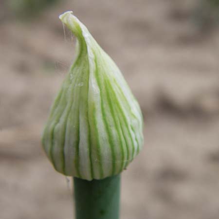 Allium cepa \ Kchen-Zwiebel, Sommer-Zwiebel / Onion, D Lampertheim 27.5.2008