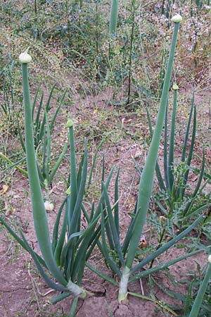 Allium cepa \ Kchen-Zwiebel, Sommer-Zwiebel / Onion, D Lampertheim 27.5.2008