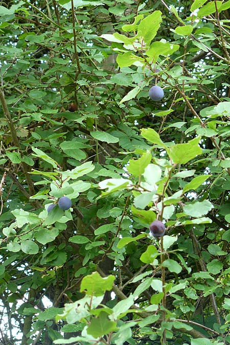 Prunus domestica subsp. insititia \ Haferpflaume, Krieche / Damson, D Franken/Franconia Happurg 6.8.2011