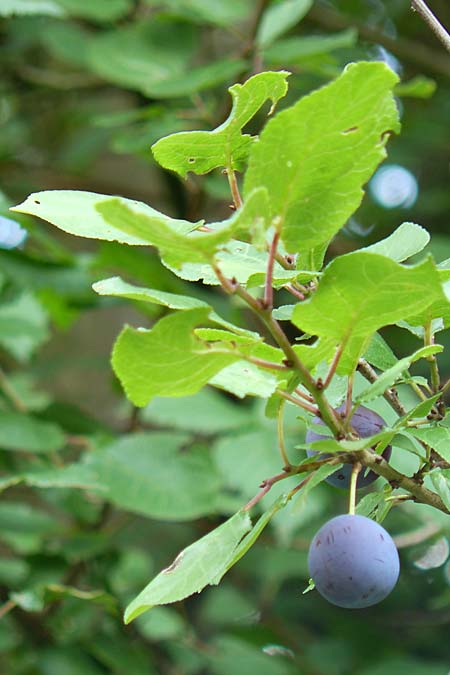 Prunus domestica subsp. insititia \ Haferpflaume, Krieche / Damson, D Franken/Franconia Happurg 6.8.2011