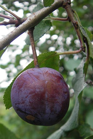 Prunus domestica subsp. insititia \ Haferpflaume, Krieche / Damson, D Franken/Franconia Happurg 6.8.2011