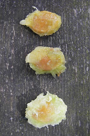 Prunus domestica subsp. insititia \ Haferpflaume, Krieche / Damson, D Franken/Franconia Happurg 6.8.2011