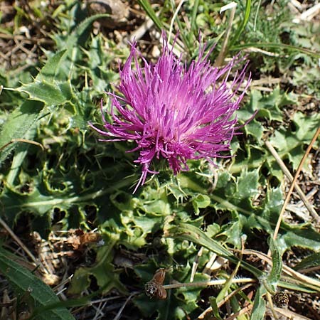 Cirsium acaule \ St�ngellose Kratzdistel / Stemless Thistle, Dwarf Thistle, D Laubach-Ruppertsberg 30.7.2019