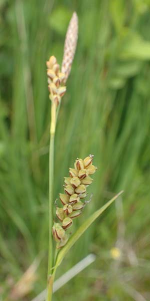Carex panicea \ Hirse-Segge / Carnation Sedge, D Hunsr&uuml;ck, B&ouml;rfink 18.7.2020