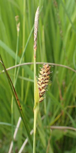 Carex panicea \ Hirse-Segge / Carnation Sedge, D Hunsr&uuml;ck, B&ouml;rfink 18.7.2020