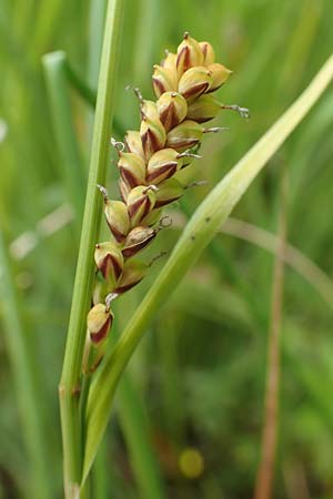 Carex panicea \ Hirse-Segge / Carnation Sedge, D Hunsr&uuml;ck, B&ouml;rfink 18.7.2020