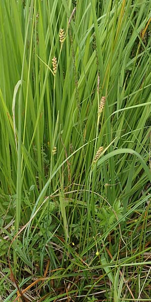 Carex panicea \ Hirse-Segge / Carnation Sedge, D Hunsr&uuml;ck, B&ouml;rfink 18.7.2020