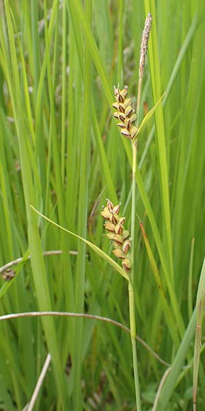 Carex panicea \ Hirse-Segge / Carnation Sedge, D Hunsr&uuml;ck, B&ouml;rfink 18.7.2020