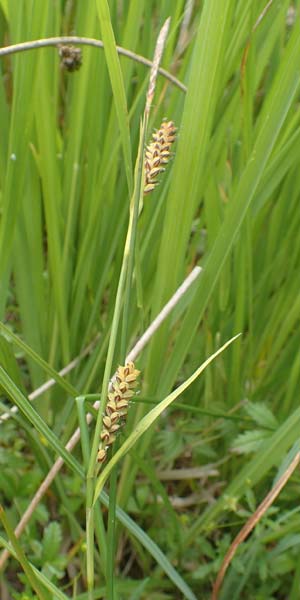 Carex panicea \ Hirse-Segge / Carnation Sedge, D Hunsr&uuml;ck, B&ouml;rfink 18.7.2020