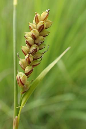 Carex panicea \ Hirse-Segge / Carnation Sedge, D Hunsr&uuml;ck, B&ouml;rfink 18.7.2020