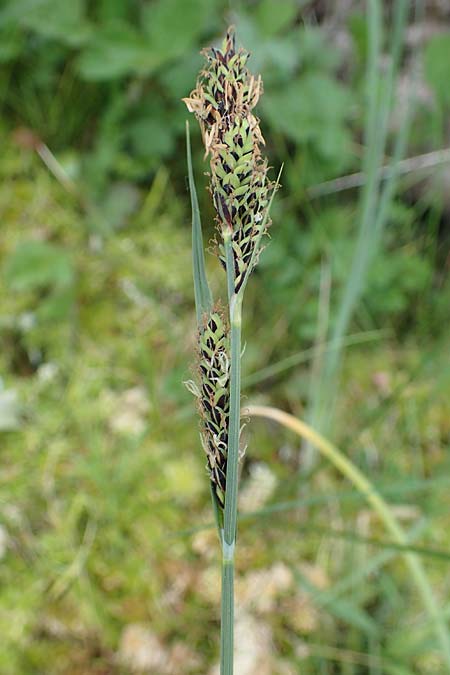 Carex buxbaumii \ Buxbaums Segge / Buxbaum's Sedge, D Pfalz, Speyer 20.5.2023