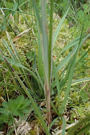 Carex buxbaumii \ Buxbaums Segge / Buxbaum's Sedge, D Pfalz, Speyer 20.5.2023