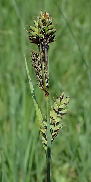 Carex buxbaumii \ Buxbaums Segge / Buxbaum's Sedge, D Pfalz, Speyer 9.5.2024