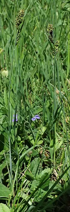 Carex buxbaumii \ Buxbaums Segge / Buxbaum's Sedge, D Pfalz, Speyer 9.5.2024