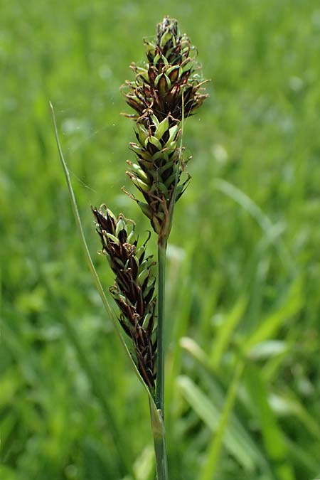 Carex buxbaumii \ Buxbaums Segge / Buxbaum's Sedge, D Pfalz, Speyer 9.5.2024
