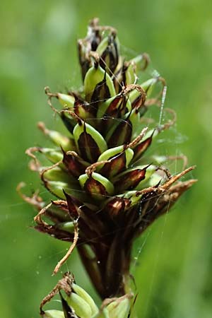 Carex buxbaumii \ Buxbaums Segge / Buxbaum's Sedge, D Pfalz, Speyer 9.5.2024