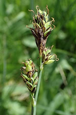 Carex buxbaumii \ Buxbaums Segge / Buxbaum's Sedge, D Pfalz, Speyer 9.5.2024