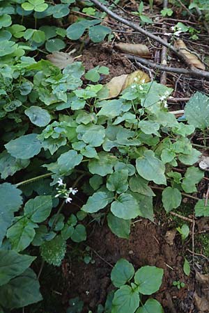 Circaea x intermedia \ Mittleres Hexenkraut / Upland Enchanter's Nightshade, D Odenwald, Brombachtal 3.9.2015