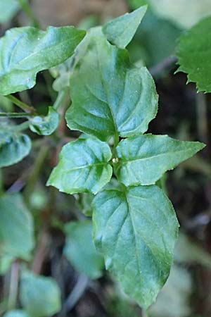 Circaea x intermedia \ Mittleres Hexenkraut / Upland Enchanter's Nightshade, D Odenwald, Brombachtal 3.9.2015