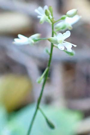 Circaea x intermedia \ Mittleres Hexenkraut / Upland Enchanter's Nightshade, D Odenwald, Brombachtal 3.9.2015