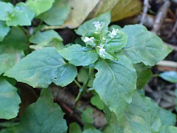Circaea x intermedia \ Mittleres Hexenkraut / Upland Enchanter's Nightshade, D Odenwald, Brombachtal 3.9.2015
