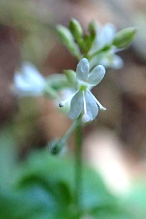 Circaea x intermedia \ Mittleres Hexenkraut / Upland Enchanter's Nightshade, D Odenwald, Brombachtal 8.9.2015