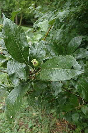 Crataegus x lavallei \ Lederbl�ttriger Wei�dorn, Apfeldorn / Lavalle Hawthorn, D Mannheim 18.8.2015