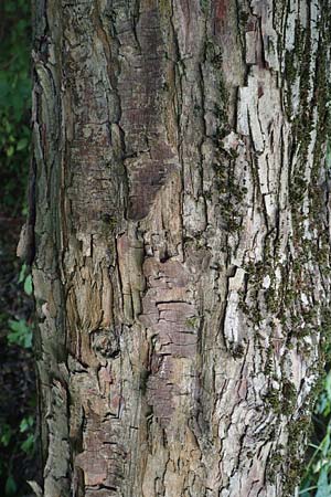 Crataegus x lavallei \ Lederbl�ttriger Wei�dorn, Apfeldorn / Lavalle Hawthorn, D Mannheim 9.9.2015