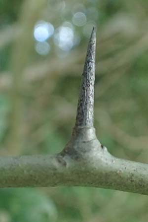 Crataegus x lavallei \ Lederbl�ttriger Wei�dorn, Apfeldorn / Lavalle Hawthorn, D Mannheim 9.9.2015