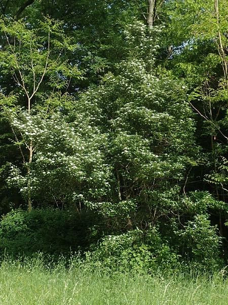 Crataegus x lavallei \ Lederbl�ttriger Wei�dorn, Apfeldorn / Lavalle Hawthorn, D Mannheim 25.5.2016