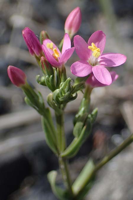 Centaurium erythraea \ Echtes Tausendg�ldenkraut / Common Centaury, D Dorsten 20.6.2022