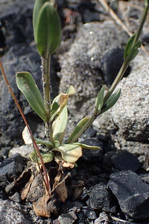 Centaurium erythraea \ Echtes Tausendg�ldenkraut / Common Centaury, D Dorsten 20.6.2022