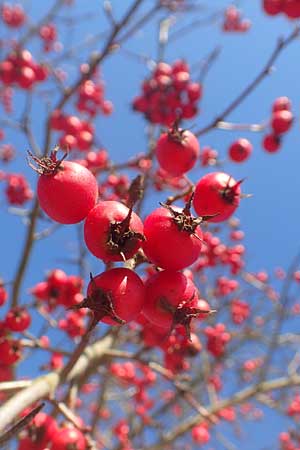 Crataegus x lavallei \ Lederbl�ttriger Wei�dorn, Apfeldorn / Lavalle Hawthorn, D Pegnitz-Trockau 31.10.2015