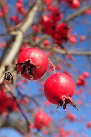 Crataegus x lavallei \ Lederbl�ttriger Wei�dorn, Apfeldorn / Lavalle Hawthorn, D Pegnitz-Trockau 31.10.2015