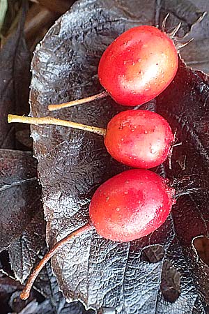 Crataegus x lavallei \ Lederbl�ttriger Wei�dorn, Apfeldorn / Lavalle Hawthorn, D Mannheim 19.12.2015