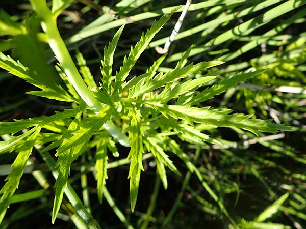 Cicuta virosa \ Wasser-Schierling / Cowbane, Water Hemlock, D Burghaun 30.7.2020