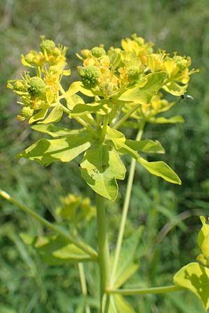 Euphorbia palustris \ Sumpf-Wolfsmilch / Marsh Spurge, D Gro&szlig;-Gerau 28.5.2018
