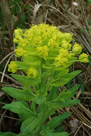 Euphorbia palustris \ Sumpf-Wolfsmilch / Marsh Spurge, D Rain 8.5.2025